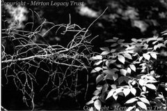 WEEKEND RETREAT:  UNCOVERING THE TRUE SELF WITH THOMAS MERTON (Sept 10 - 12, 2027)